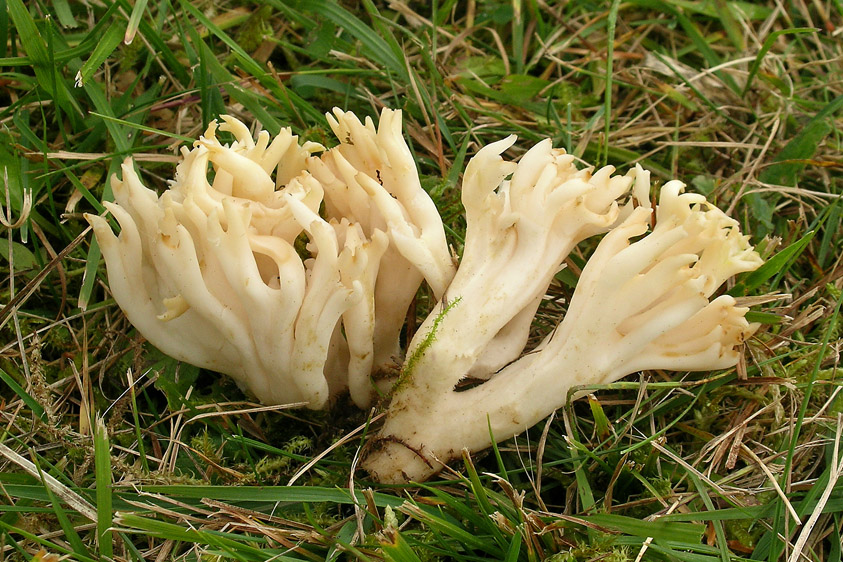 Ramariopsis kunzei (door Henk Huijser)