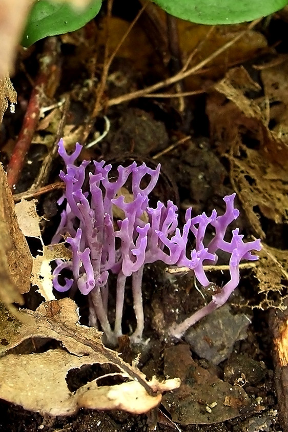 Ramariopsis pulchella (door Henk Huijser)