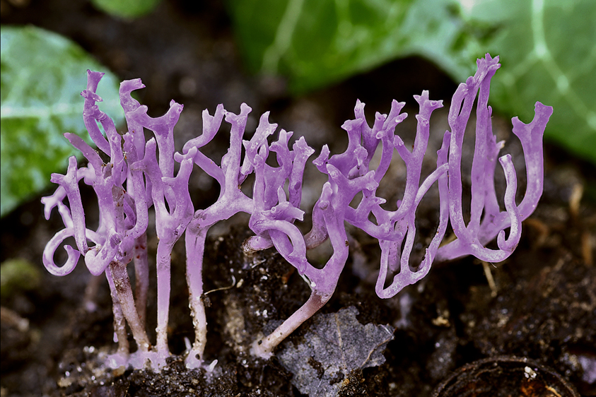 Ramariopsis pulchella (door Henk Huijser)