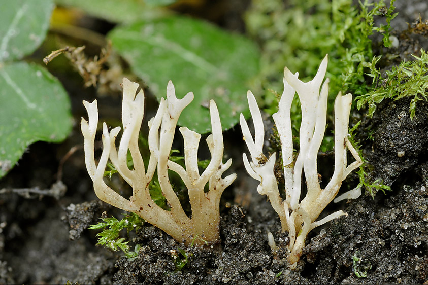 Ramariopsis tenuiramosa (door Henk Huijser)