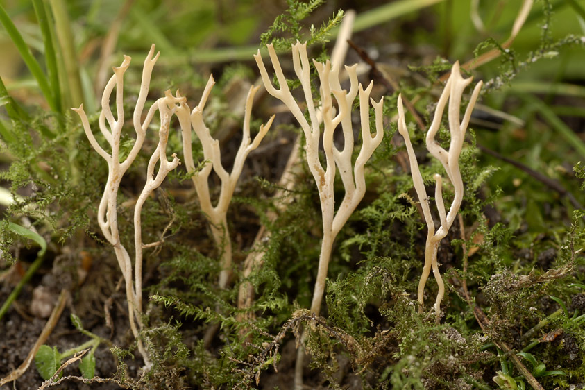 Ramariopsis tenuiramosa (door Henk Huijser)