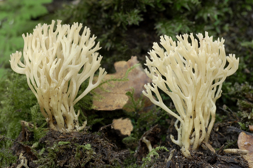 Ramariopsis tenuiramosa (door Henk Huijser)