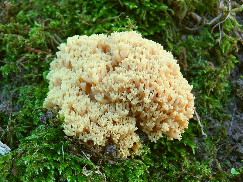 Ramaria aurea (door Henri Jansen)