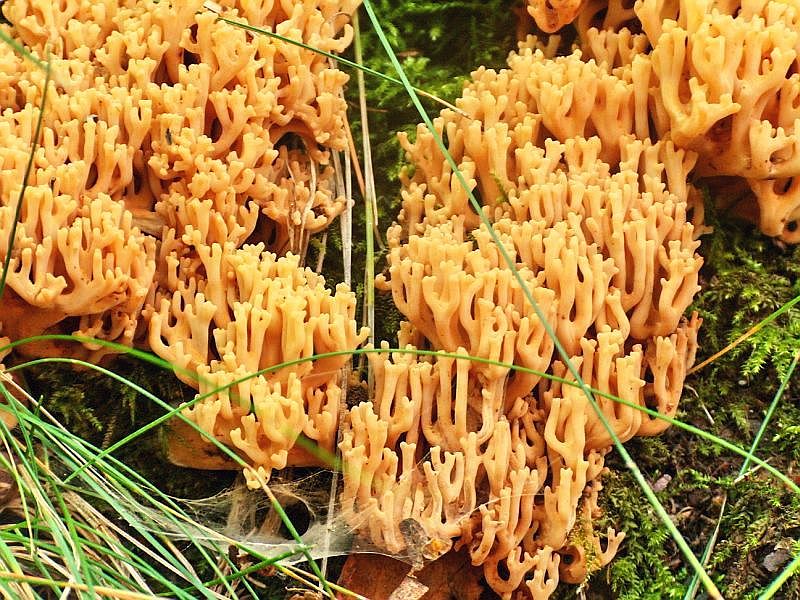 Ramaria aurea (door Henri Jansen)