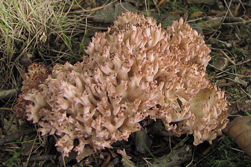 Ramaria botrytis (door Hannie Wijers)