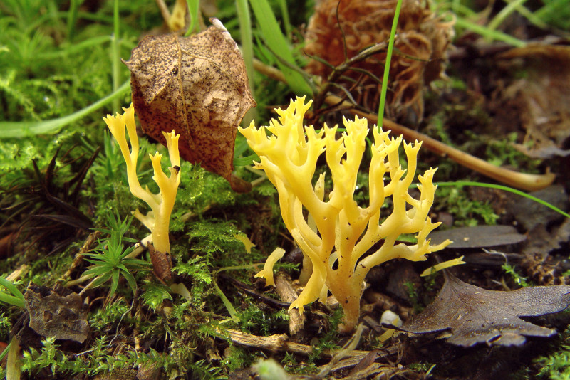 Ramariopsis crocea (door André Houter)