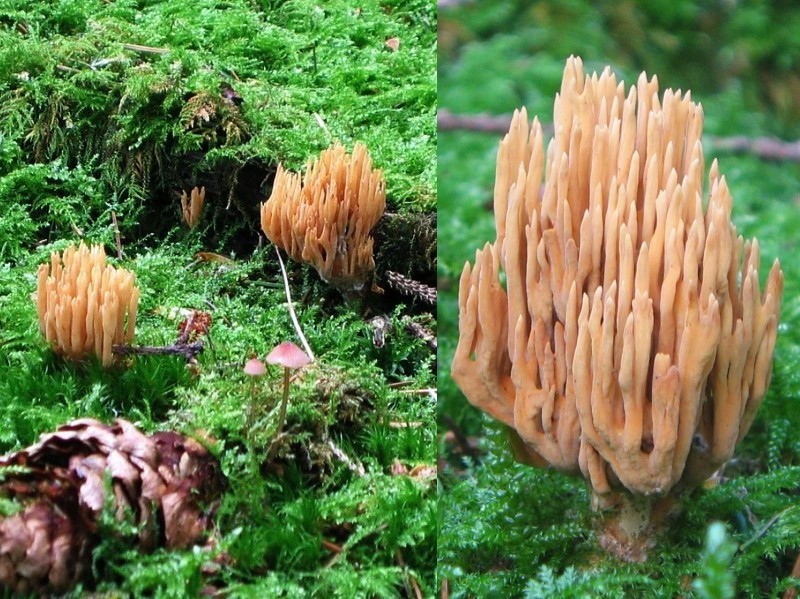 Ramaria eumorpha (door Lucien Noens)