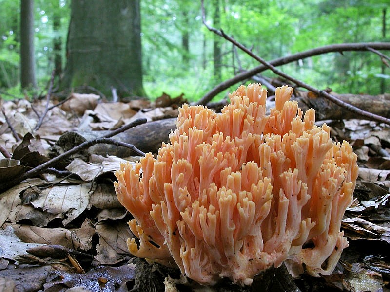 Ramaria subbotrytis (door Gerben Winkel)