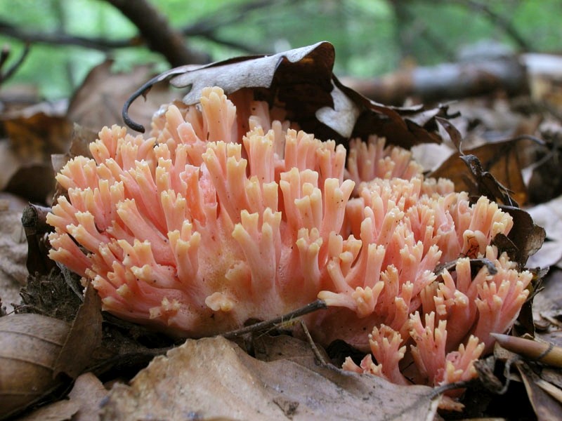 Ramaria subbotrytis (door Gerben Winkel)