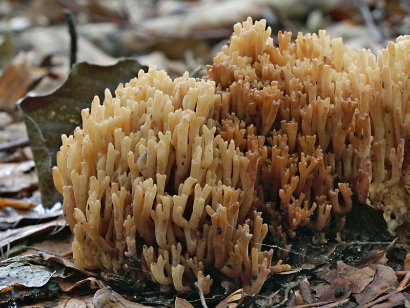 Ramaria subbotrytis (door Gerben Winkel)