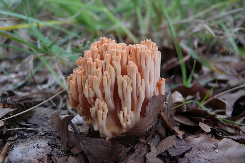 Ramaria subbotrytis (door Mike Hirschler)