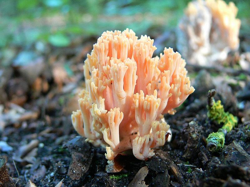 Ramaria subbotrytis (door Henri Jansen)