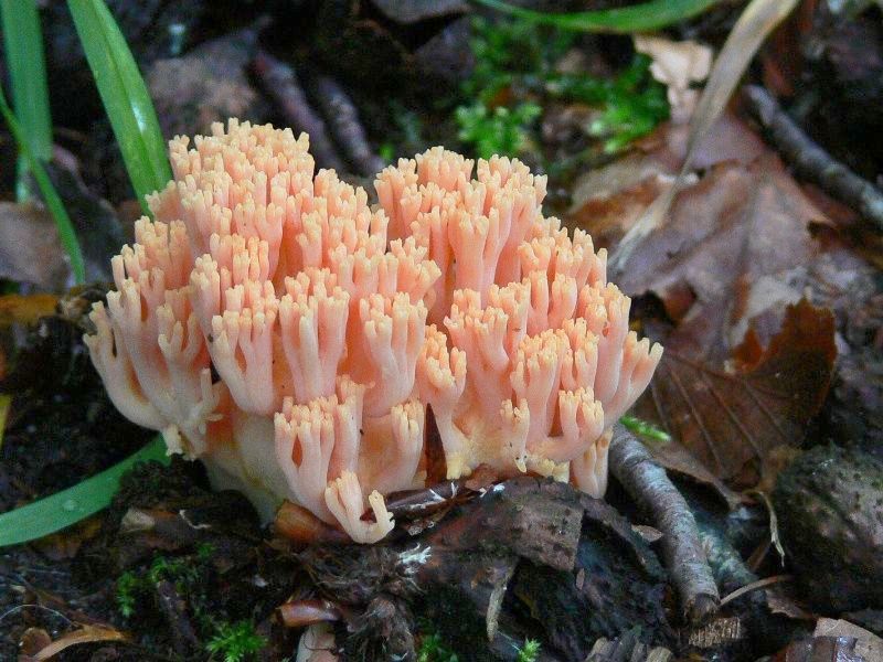 Ramaria subbotrytis (door Henri Jansen)