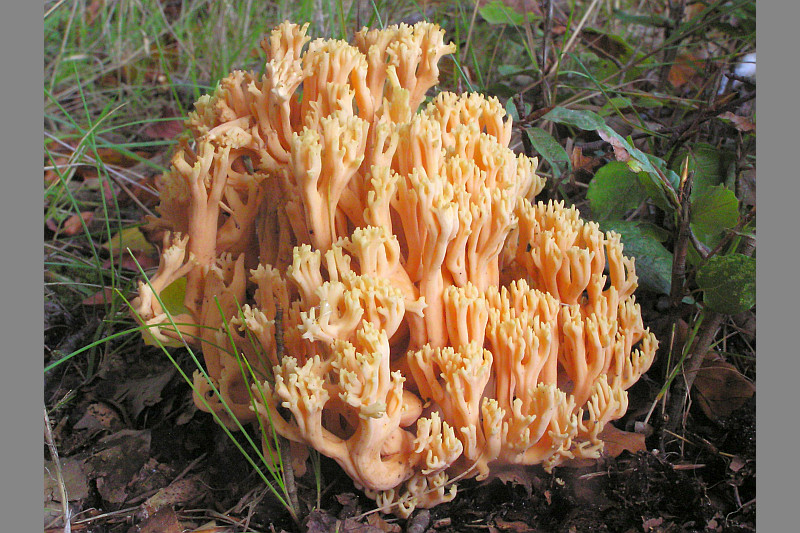 Ramaria formosa (door Toon van Overbeek)