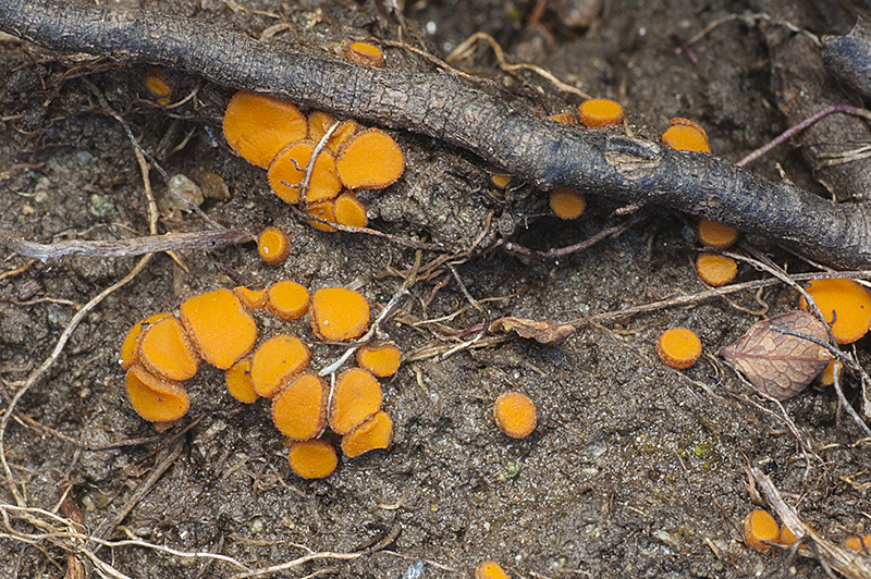 Ramsbottomia asperior (door Nico Dam)