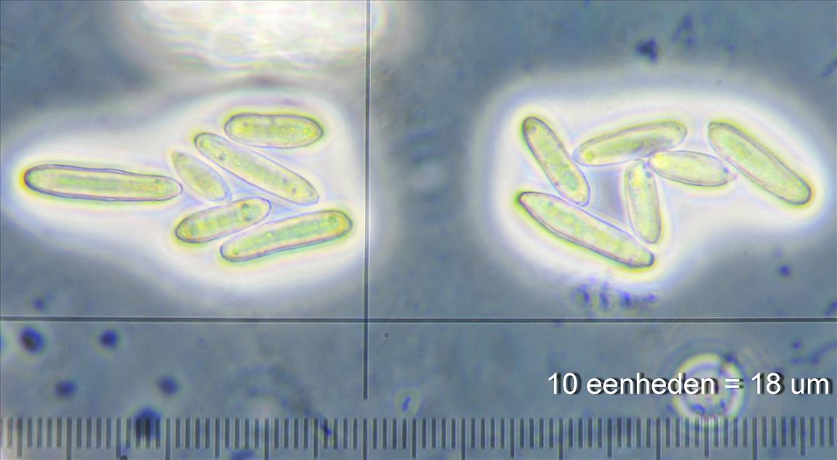 Ramularia coleosporii (door Eduard Osieck)