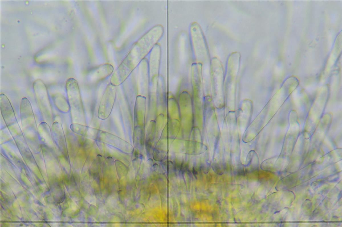 Ramularia coleosporii (door Eduard Osieck)