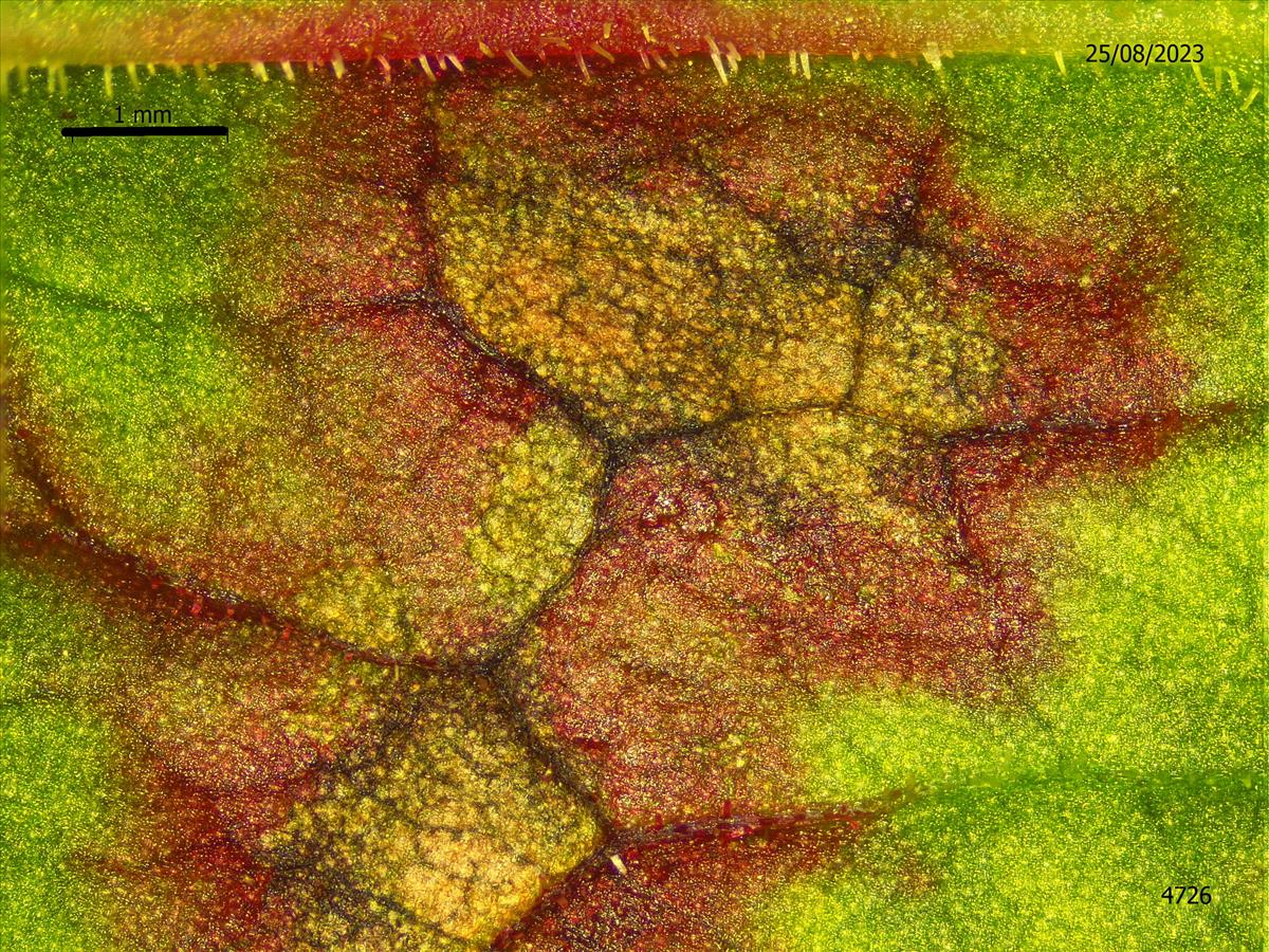 Ramularia rubella (door Eduard Osieck)