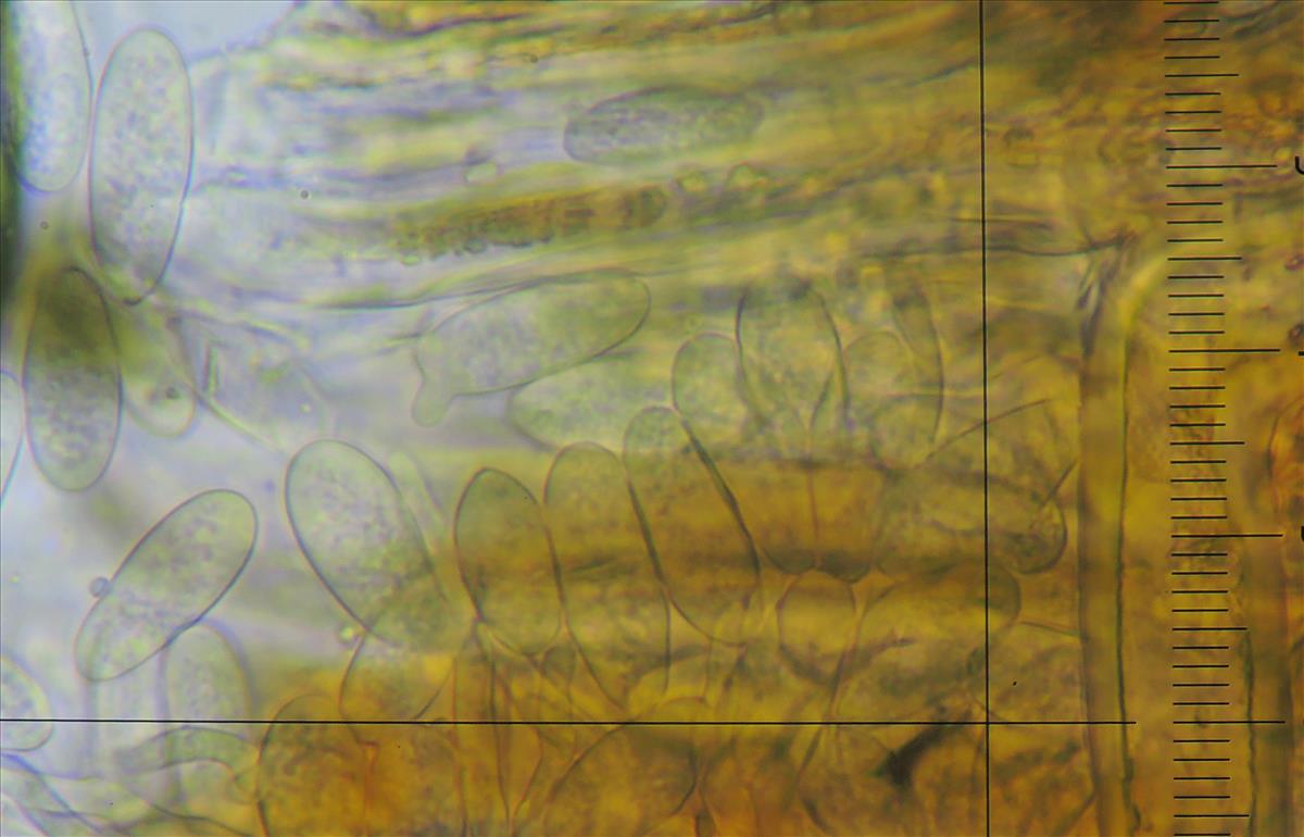 Ramularia simplex (door Eduard Osieck)