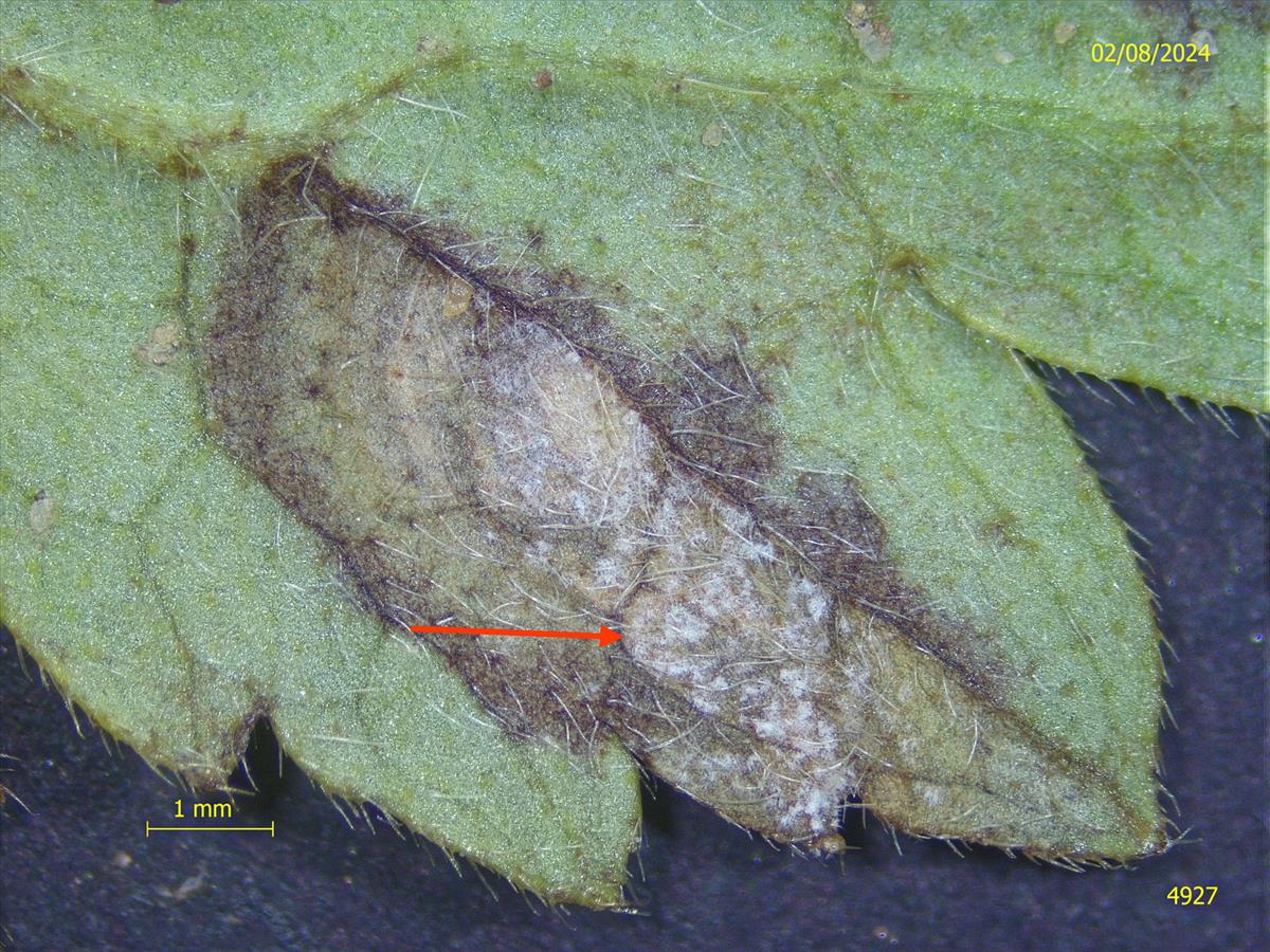 Ramularia simplex (door Eduard Osieck)