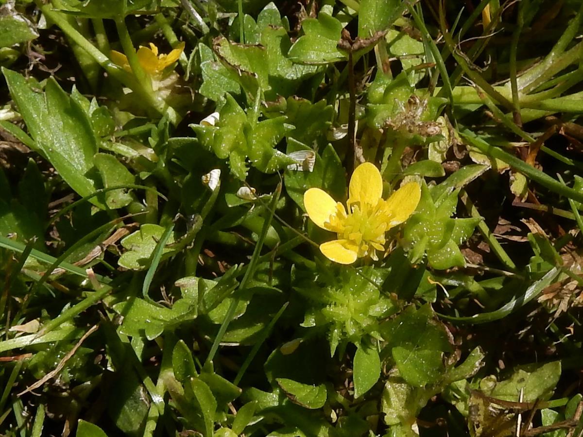 Ranunculus muricatus (door Peter Meininger)