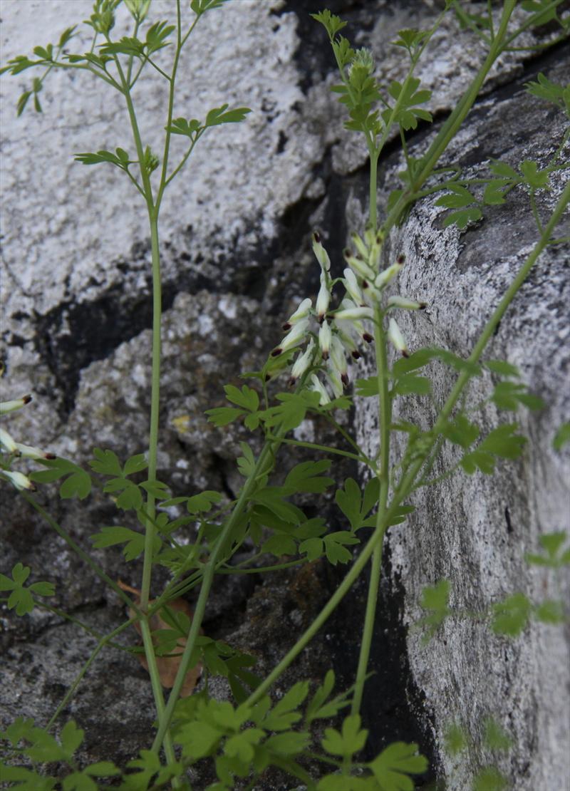 Fumaria capreolata (door Peter Meininger)