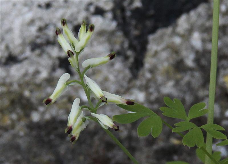 Fumaria capreolata (door Peter Meininger)