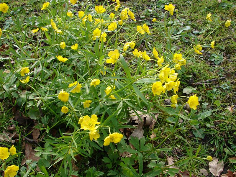 Ranunculus auricomus (door Adrie van Heerden)