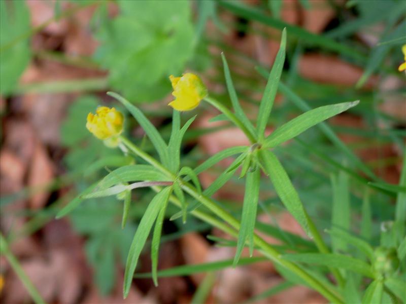 Ranunculus auricomus (door Adrie van Heerden)