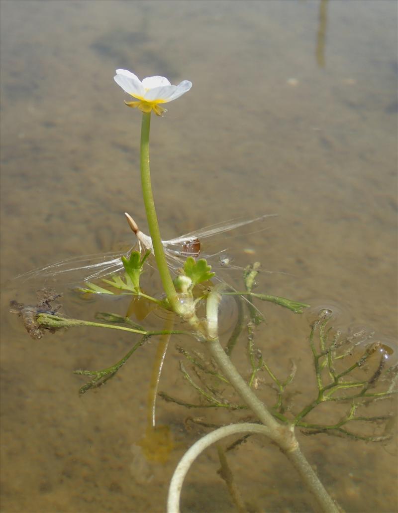 Ranunculus baudotii (door Adrie van Heerden)