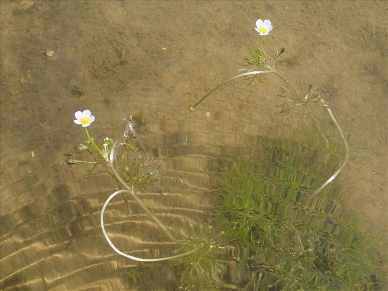 Ranunculus baudotii (door Adrie van Heerden)