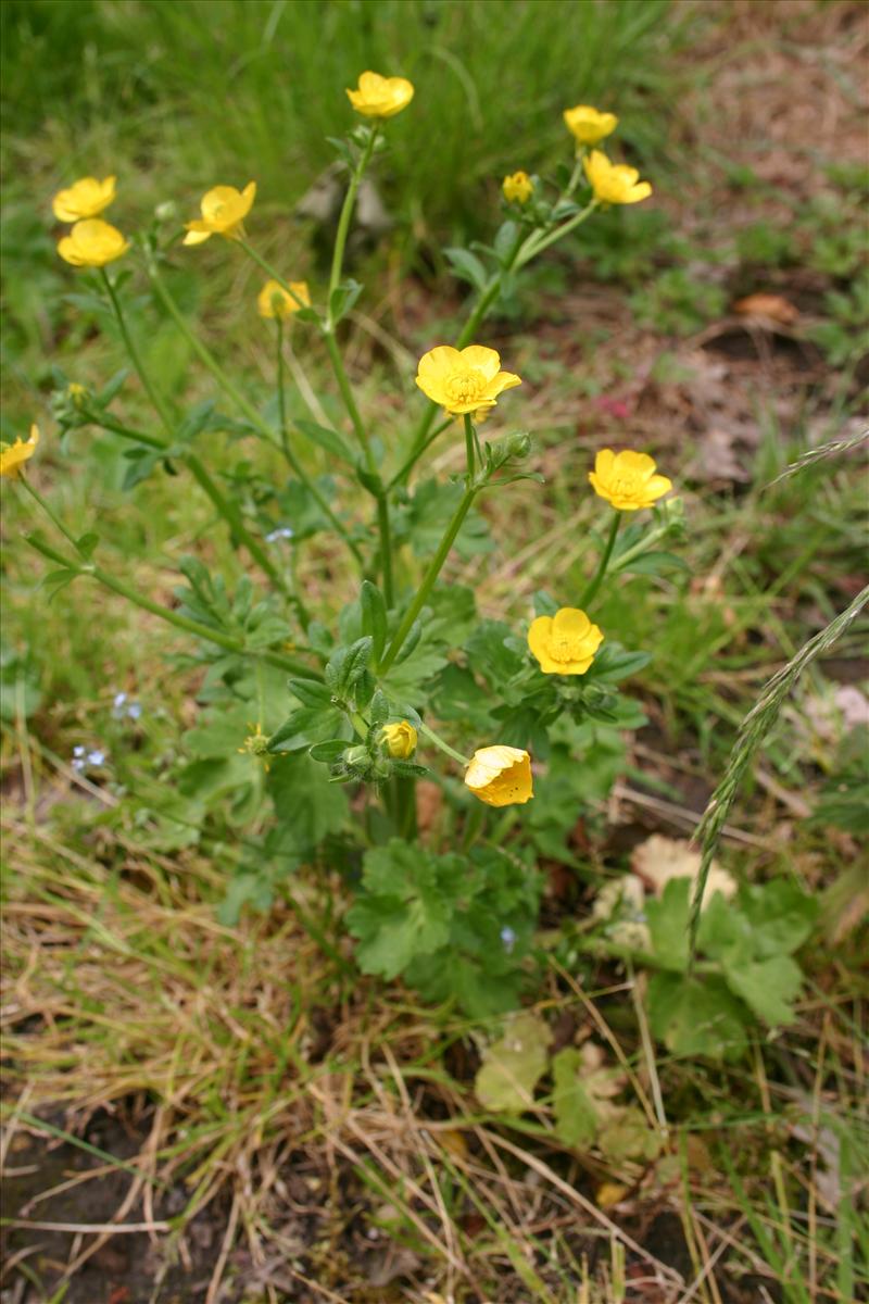 Ranunculus bulbosus (door Niels Jeurink)