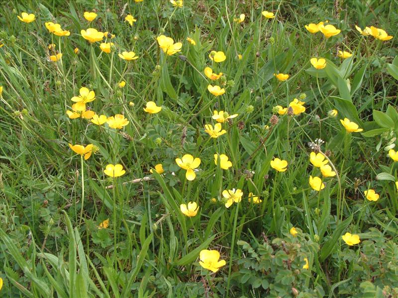 Ranunculus bulbosus (door Adrie van Heerden)