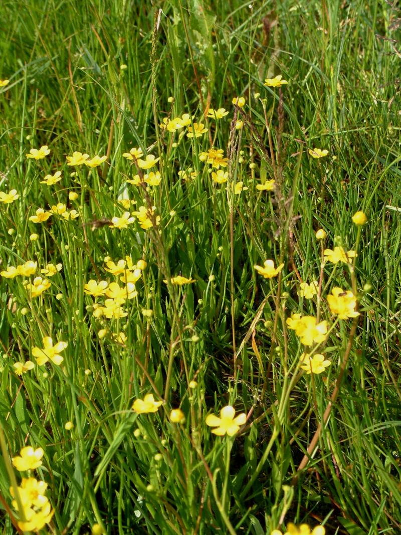 Ranunculus flammula (door Adrie van Heerden)