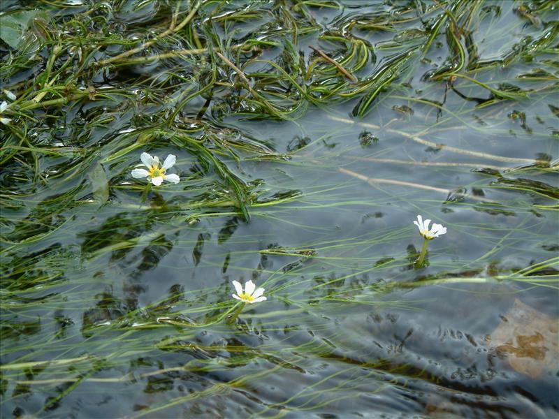 Ranunculus fluitans (door Adrie van Heerden)