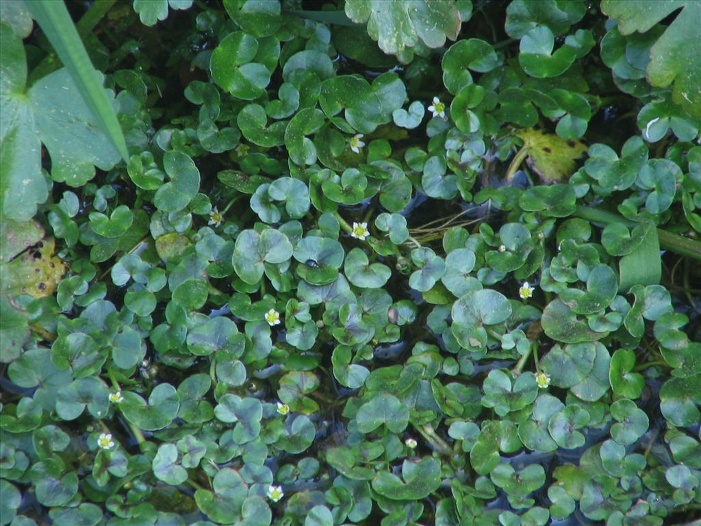 Ranunculus hederaceus (door Pieter Stolwijk)