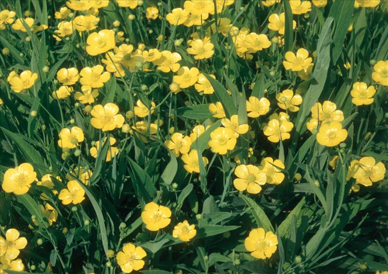 Ranunculus lingua (door Adrie van Heerden)