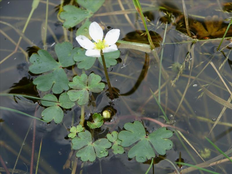 Ranunculus ololeucos (door Adrie van Heerden)