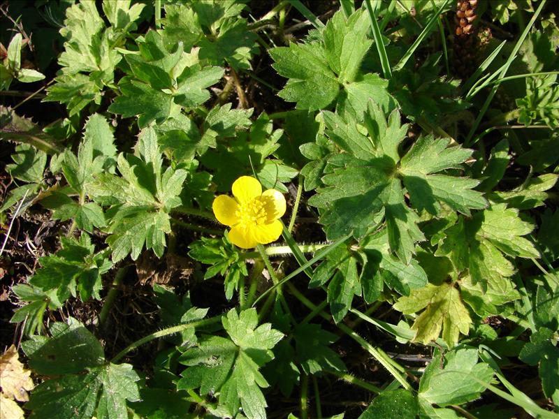 Ranunculus repens (door Adrie van Heerden)