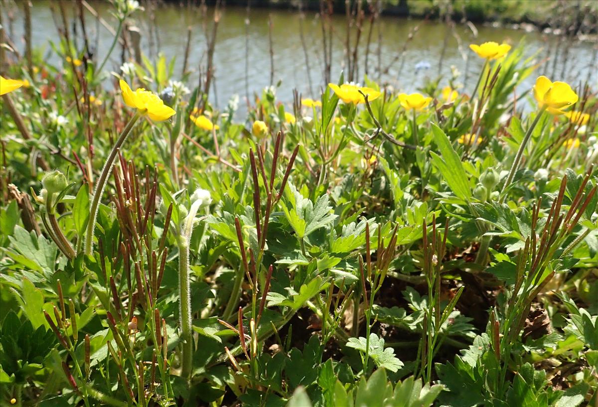 Ranunculus repens (door Adrie van Heerden)