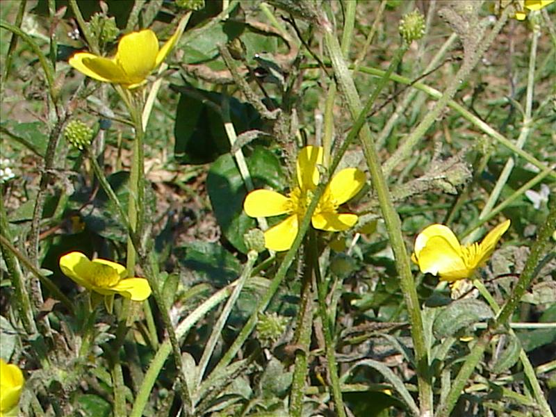 Ranunculus sardous (door Adrie van Heerden)