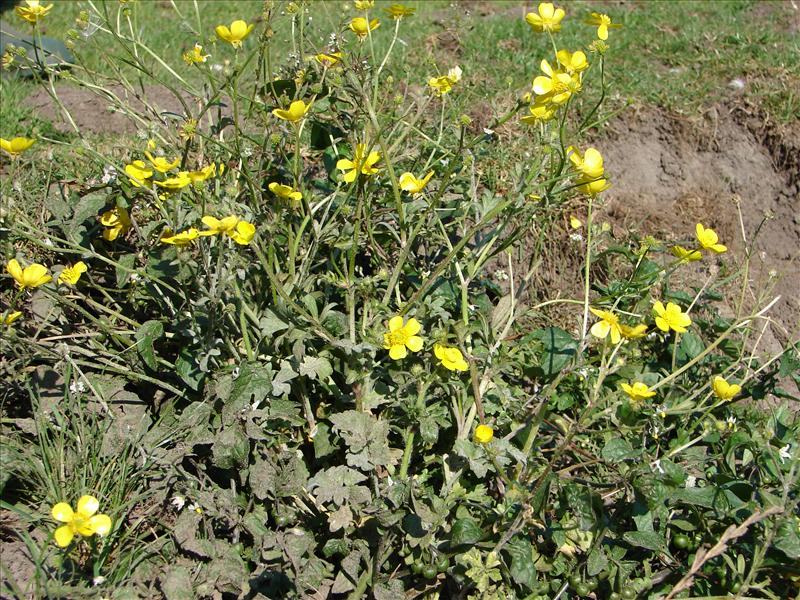 Ranunculus sardous (door Adrie van Heerden)