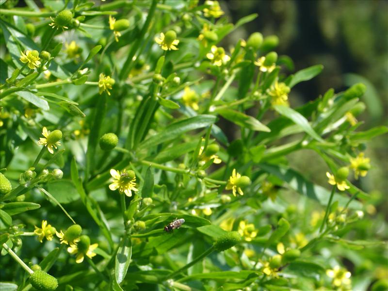 Ranunculus sceleratus (door Adrie van Heerden)