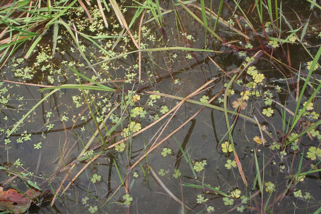 Ranunculus tripartitus (door Kim Lotterman)