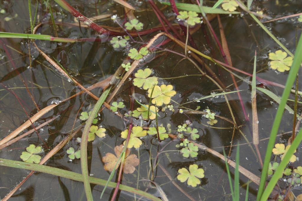 Ranunculus tripartitus (door Kim Lotterman)