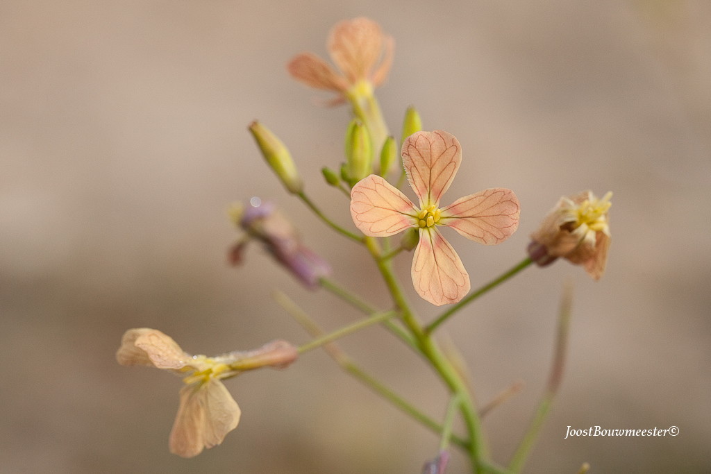 Raphanus raphanistrum subsp. landra (door Joost Bouwmeester)