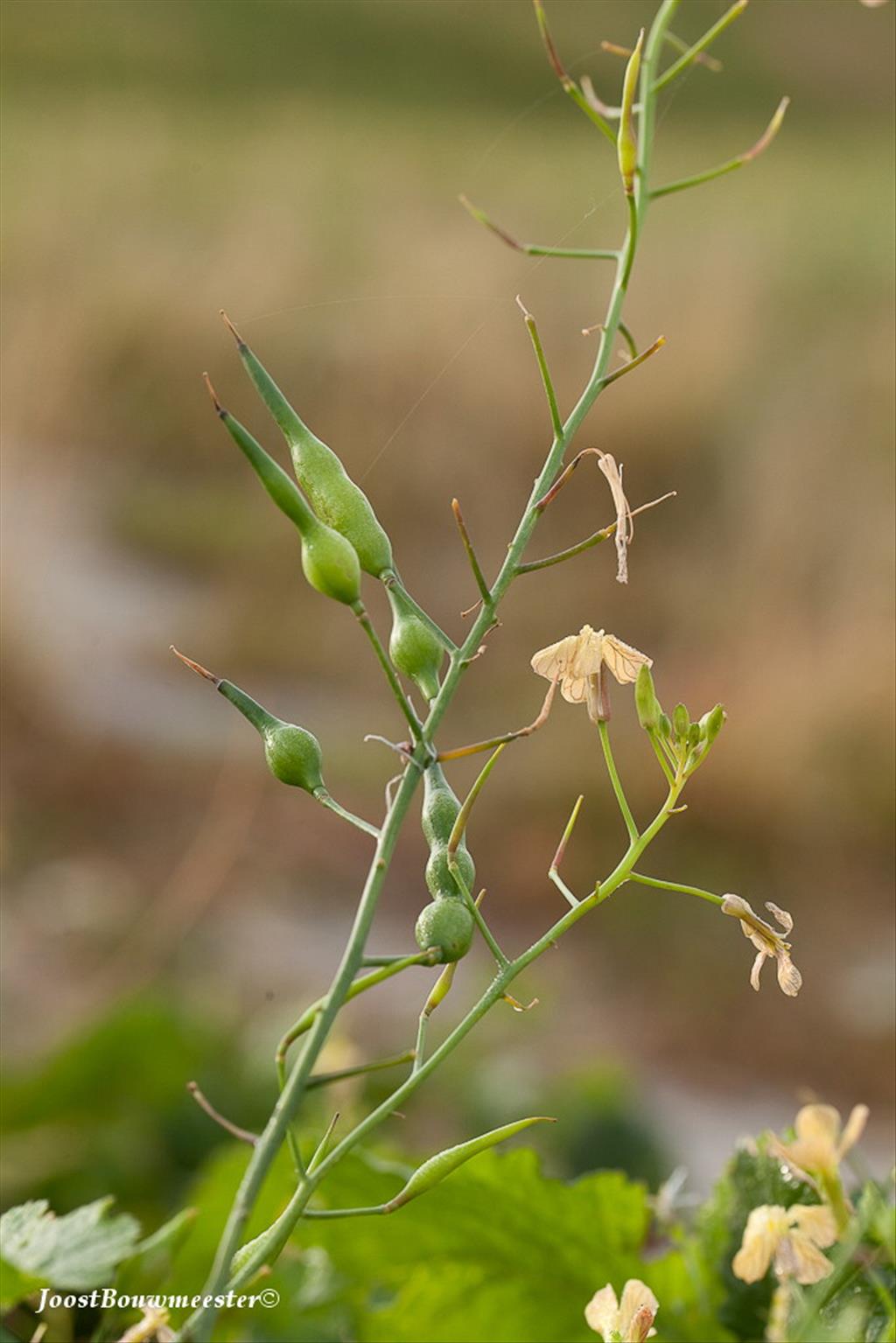 Raphanus raphanistrum subsp. landra (door Joost Bouwmeester)