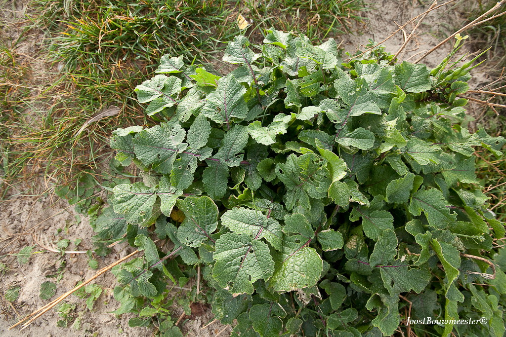 Raphanus raphanistrum subsp. landra (door Joost Bouwmeester)