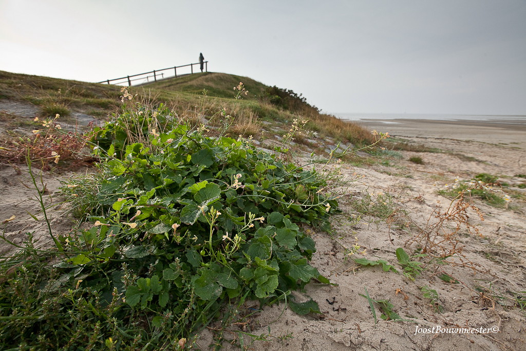 Raphanus raphanistrum subsp. landra (door Joost Bouwmeester)