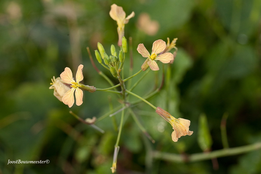 Raphanus raphanistrum subsp. landra (door Joost Bouwmeester)